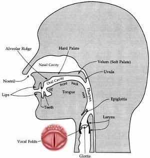 The voice is a subtle mixture of sounds from the throat, mouth and lips.