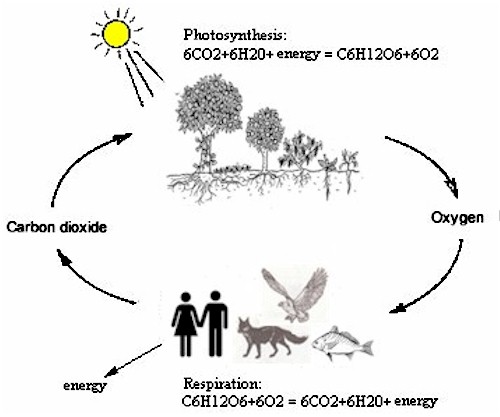 The Photosynthesis cycle ... we humans and the animales breathe oxygen and emit carbon dioxide. The plants take up carbon dioxide and restitute oxygen... It's been in perfect balance for billions of years... even before man came on the scene.