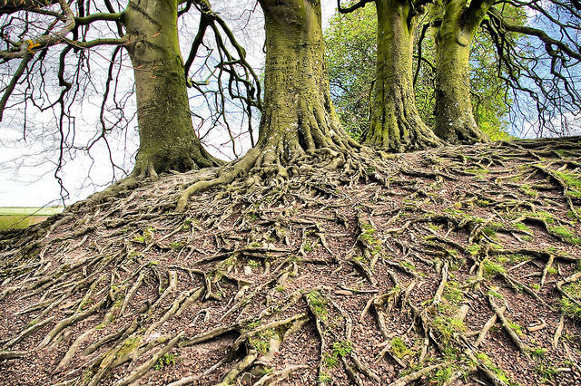 Interconnectivity in Trees. Fisher points to the example of cottonwood trees. “Below ground, they’re connected by a network of large roots that make them one genetic individual. You can think of a trunk as really fingertips on a buried hand.” So what looks like a whole forest is really just one single, sprawling organism.