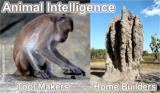 Animal Intelligence - How is it they show human-like capabilities such as Tool Making and Home Building?