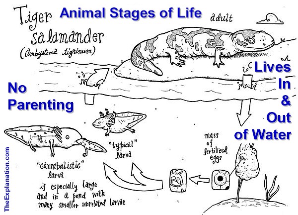 Life Of Animals