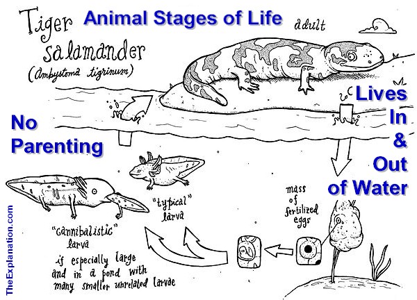 Animal and Human Stages of Life and Sociability reveal that although animals and man live on the same planet, they are worlds apart. The Tiger Salamander breathes and lives in and out of water and is a no-parent species that is autonomous from the instant of its birth.