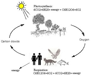 The Oxygen - Carbon Dioxide cycle for life