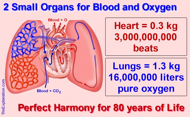 Just two small organs, the heart and lungs - blood & oxygen. 3 billion heart beats and 16 million liters of pure oxygen perfectly coordinated to keep the body performing for 80 years.