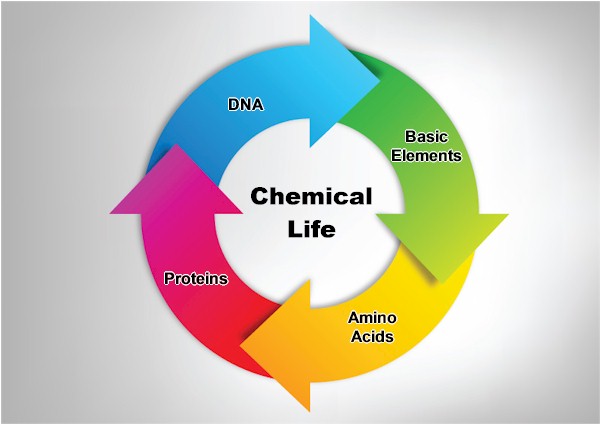 Chemical life includes starts with basic elements > amino acids > proteins > DNA...