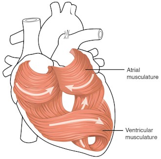 The cardiac muscle pattern is elegant and complex. The middle layer (of 3 layers) of the heart wall is the myocardium, is the cardiac muscle. The muscle cells swirl and spiral around the chambers of the heart