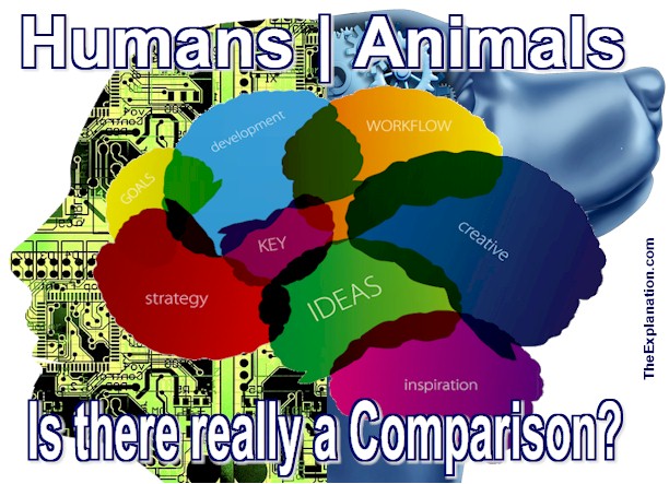 Does Animal Intelligence Compare with Human Intelligence?