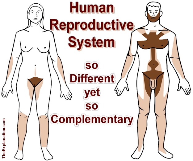 The human reproductive system, male organs and female organs. So very different, inside and out, but so complementary.