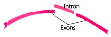 Chunks of RNA, called introns, are cut out and the remaining exons are spliced together... so that only what is needed for transcription is used. 
