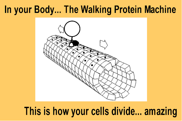 Kinesin Walking Protein Machine. This machine is part of Mitosis, 24/7 cell division in our bodies every day of our life.