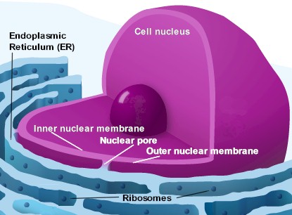 the rough endoplasmic reticulum (ER) with the ribosomes, the factories where DNA reproduction takes place. This is the continuity of the outer nuclear membrane that, via the thousands of nuclear pores, is in direct contact with the inner nuclear membrane surrounding the nucleus.