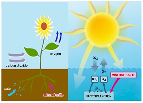 Photosynthesis - The carbon dioxide and oxygen cycle that takes place. 50% by plants and trees on land and 50% by phytoplancton at sea.
