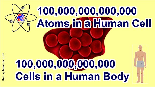 There are 100 trillion atoms in a cell and 100 trillion cells in a Human Body. All working together to make Life.