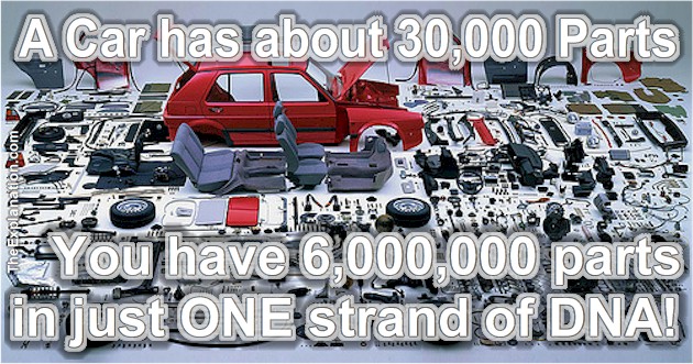 A car has about 30,000 parts. You have over 6,000,000 parts in just ONE strand of DNA!