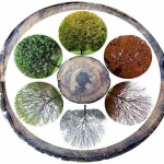 seasons pictured in the annual rings of a tree