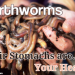 Earthworms their stomachs your health