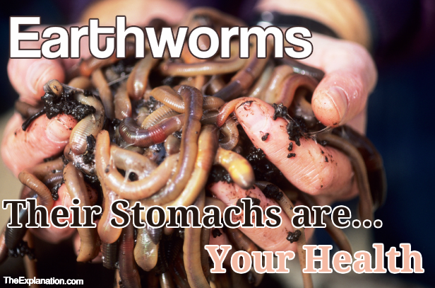 Earthworms: Natural Fertilization for Arable Land
