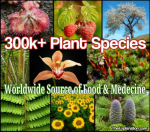 300,000+ Plant species worldwide are particular not only to continents, but to countries, areas and soils.