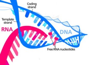 DNA splitting down the middle, into two strands, one of which will serve as the template for production of a 'piece of RNA'.