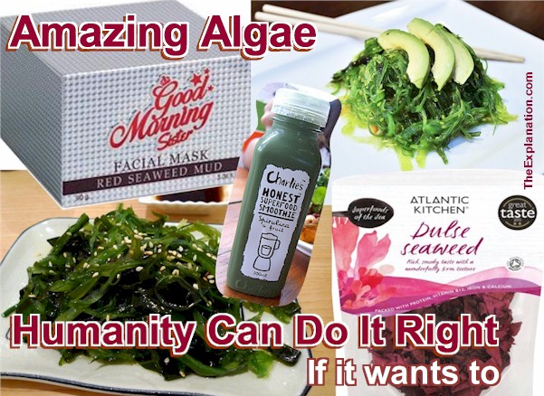 Amazing algae food and products. Seaweed is a useful resource and humanity can do it right ... if it wants to.