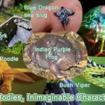 Animal Bodies all shapes, sizes, forms and characteristics