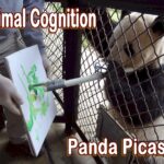 Animal cognition, animal mind. What does this Picasso Panda have to say?