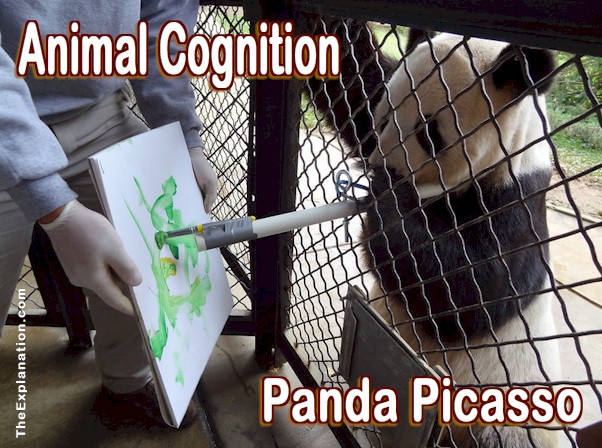 Animal Cognition. Richly Similar & Different to Human Minds