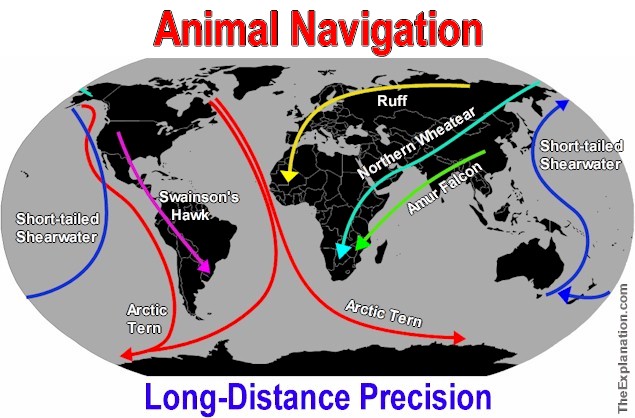Animal Navigation, long-distance precision by various species of birds. Around and around the Earth they go.