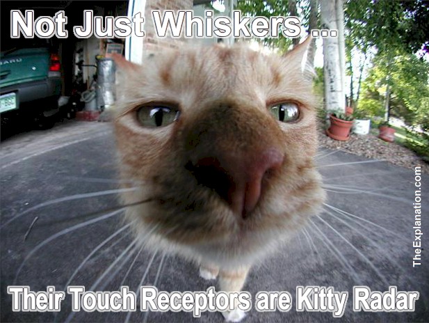 Animal senses are superior to man in every instance. Sight, hearing, smell, taste and touch animals beat mankind hands down. Cat whiskers are kitty radar.