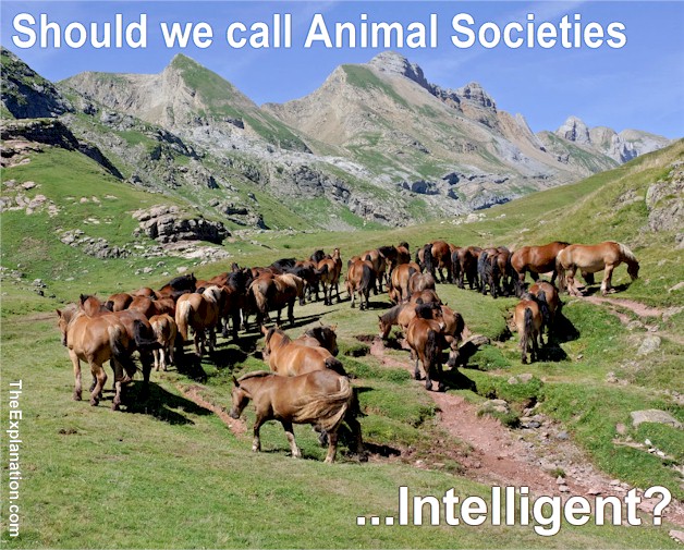 Animal Societies - Ants, Apes Fish, Horses and even Bacteria Organize their own Communities to obtain Favors and Benefits.
