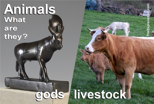 Animals as gods and livestock. What is their role on planet Earth and how should humans treat them?