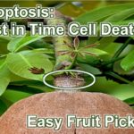 Apoptosis - chronobiology with just in time cell death allows severing of fruit from stem for easy picking.