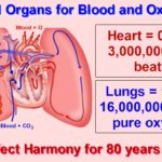 Just two small organs, the heart and lungs. 3 billion heart beats and 16 million liters of pure oxygen perfectly coordinated to keep the body performing for 80 years.