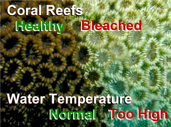 Water Resources: Coral Reefs, Sodas, Colorado River & Crops