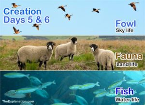Creation day 5 and first part of day 6: Fish in the water, fowl in the air and animals on and in the land