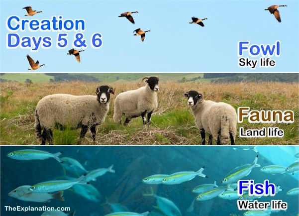 Creation Day 5 and 6. God Created Fish, Fowl, and Fauna