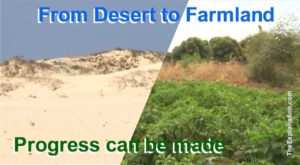 Fertile farmland from the desert. Progress is being made along the Great Green Wall in the Southern Sahara to recuperate land, grow crops and fortify communities.