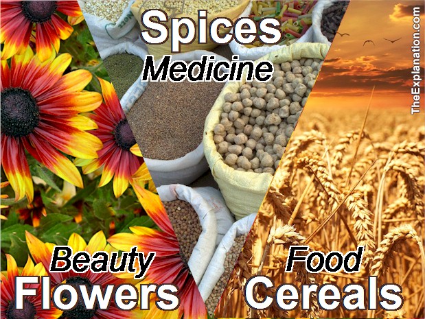 Flora: Flowers for beauty, oxygen. Spices for health, medecine and flavor. Cereal for food and fertilizer.