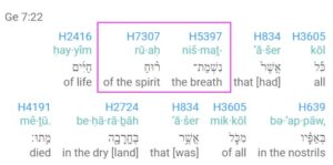 Genesis 7.21-22 Notice the two Biblical Hebrew words nishmat ruach (breath of the spirit). You don't see this in most English translations.