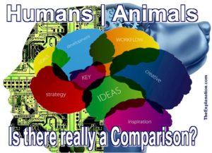 Intelligence is common to both animals and mankind. But, do they possess intelligence to the same degree? And what about the level of their minds and instincts?