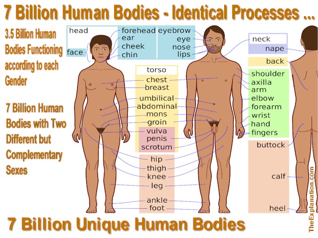 The human body defies imagination. We take it for granted. Seven billion on the planet all functioning identically yet 3.5 million men and 3.5 million women - 2 totally different but complementary sexes, and each body unique. How can that be?