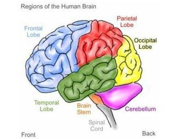 A very simplistic structural view of the brain referring to the four lobe regions and the two-sided brain.