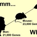 Man has about 21,000 genes, a mouse has about 23,000 and a water flea has 31,000 genes the most of any animal. How can this be considering man has so much more than a flea?