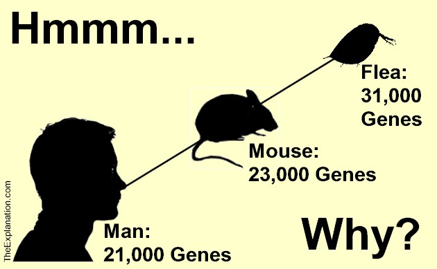 A Mouse has more Genes than a Human Being – That should Humble Us.
