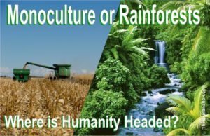 Rainforests, one of the lungs of our planet, (phytoplankton being the other) or monoculture, one of the cancers of Earth. Which shall it be?