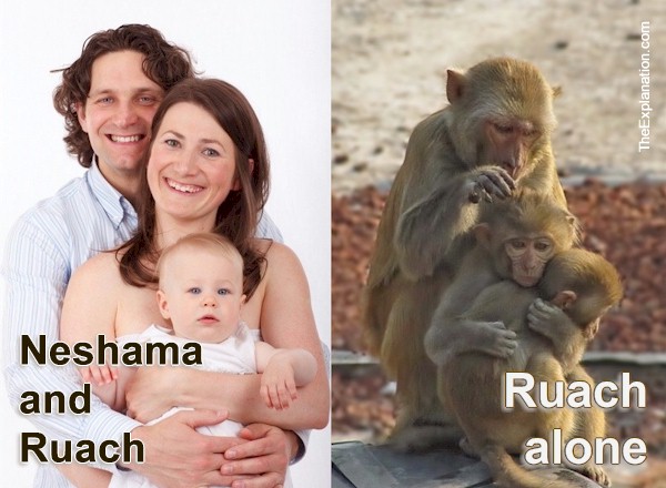 Neshama and Ruach are the components that make humans human. While animals only possess Ruach.