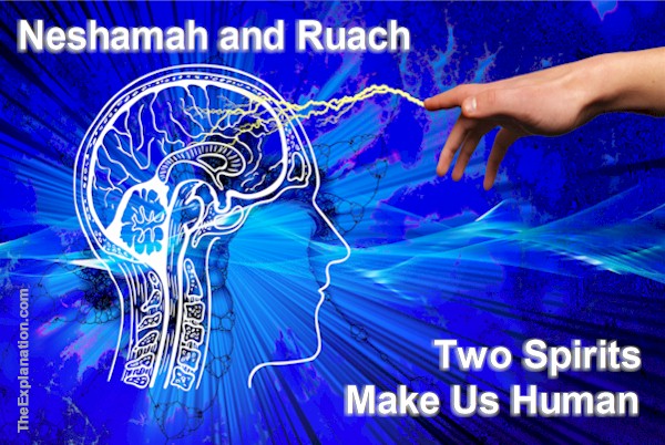 Neshamah and Ruach are two spirits conferred on each human being, making us human.