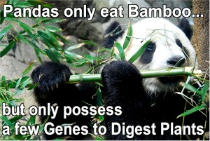 Pandas only eat bamboo but their digestive system has few genes for digesting plants. A paradox.