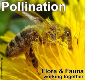 Pollination, see the pollen on the bee as flora and fauna work together to make our environment.