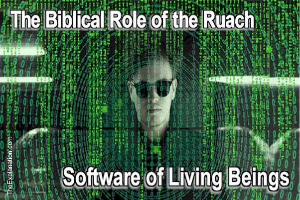 The biblical role of the ruach is software in living beings.